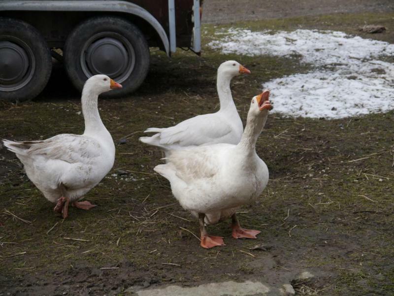 Pod kasztanem gospodarstwo agroturystyczne Stronie Śląskie Zewnętrze zdjęcie
